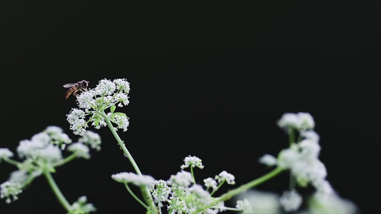 蜜蜂与菜花视频下载