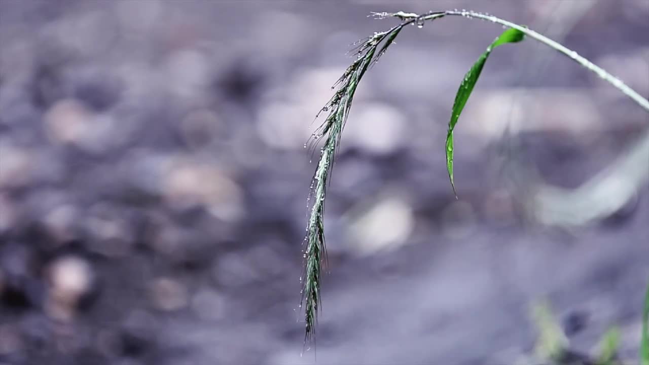 雨中的野草视频下载