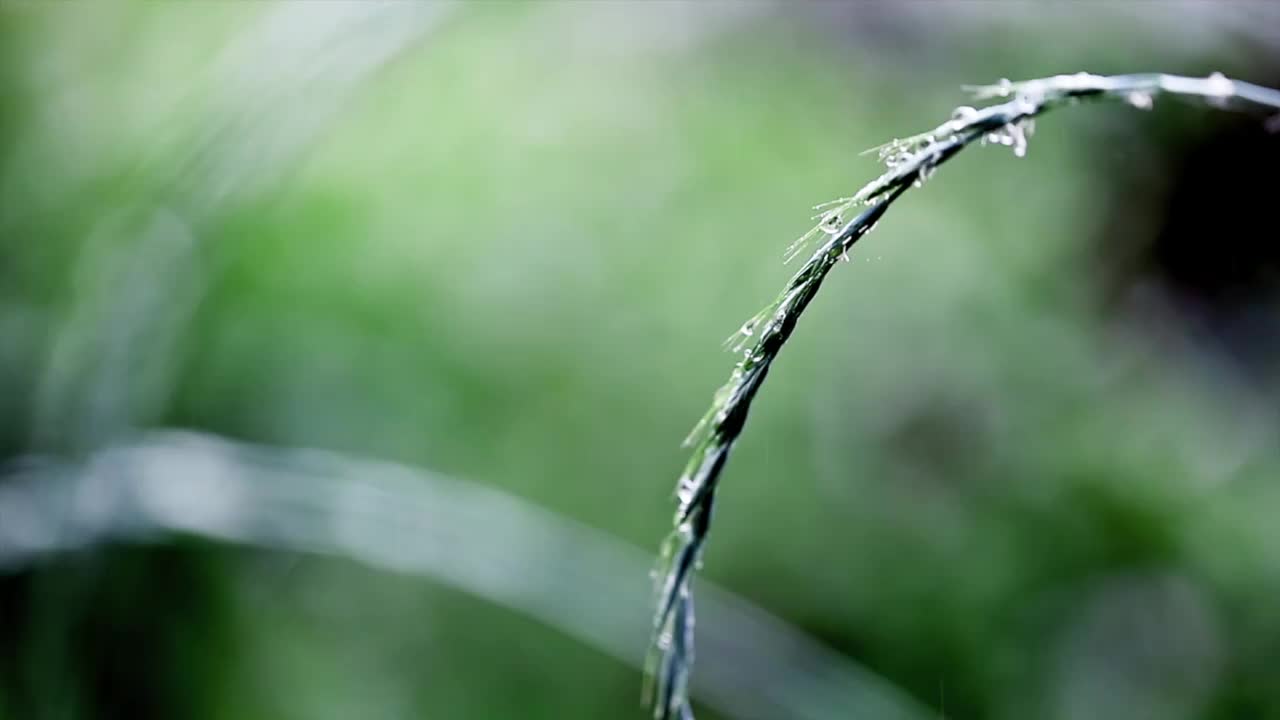 雨中的野草视频下载