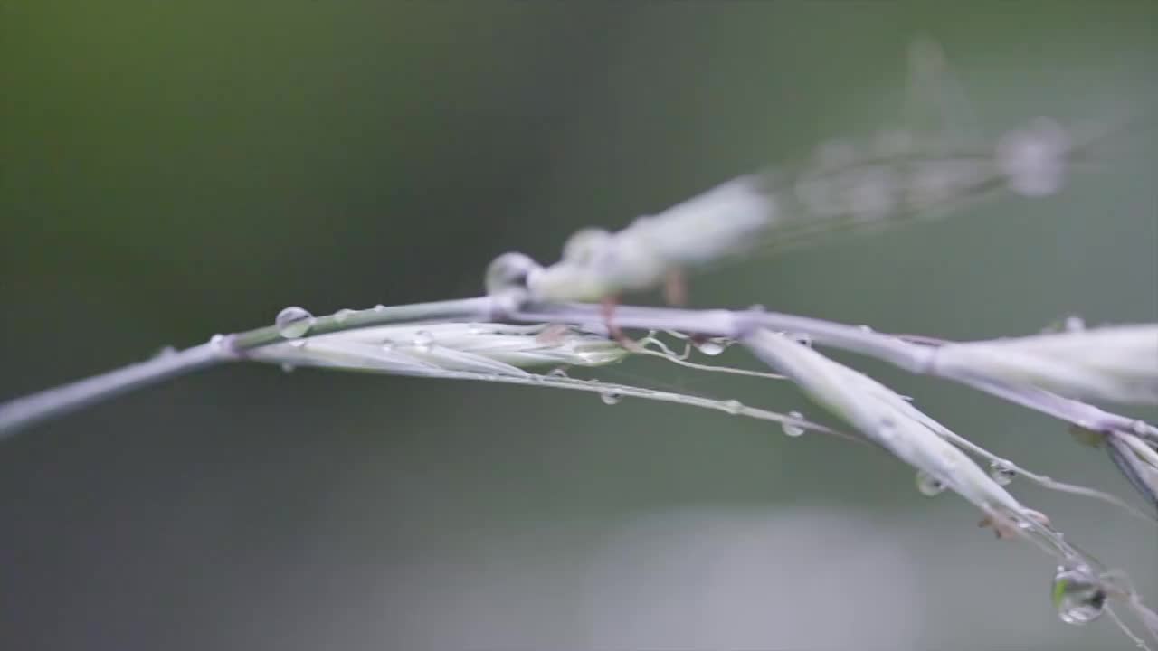 雨中的野草视频下载