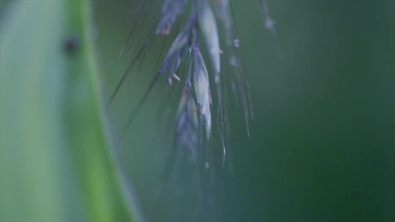 雨中的野草视频下载