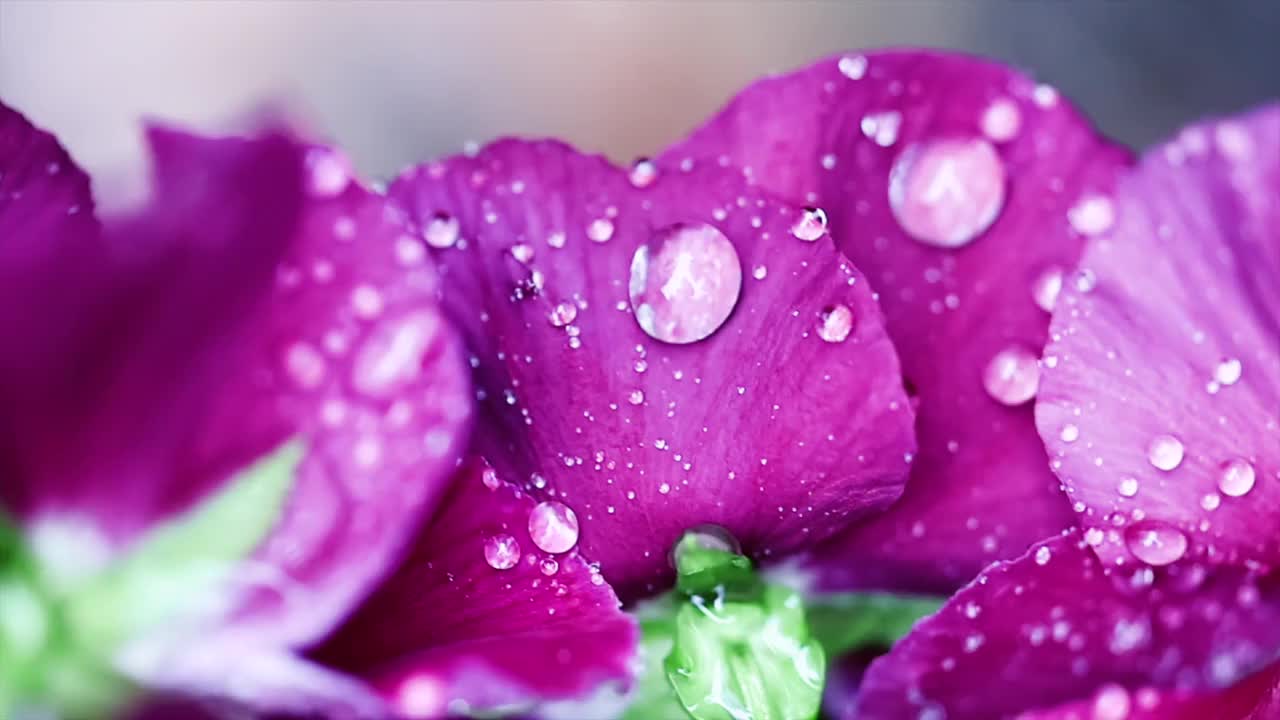 雨后春色视频下载