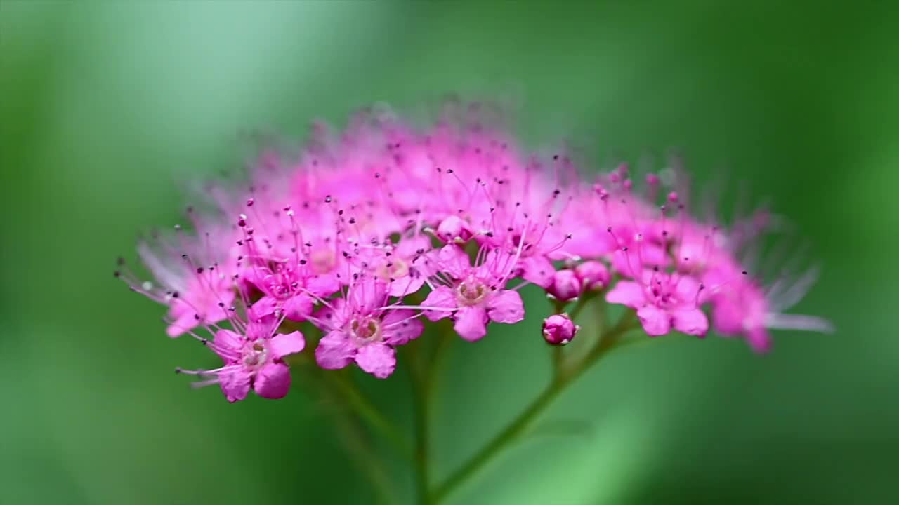 雨后春色视频下载