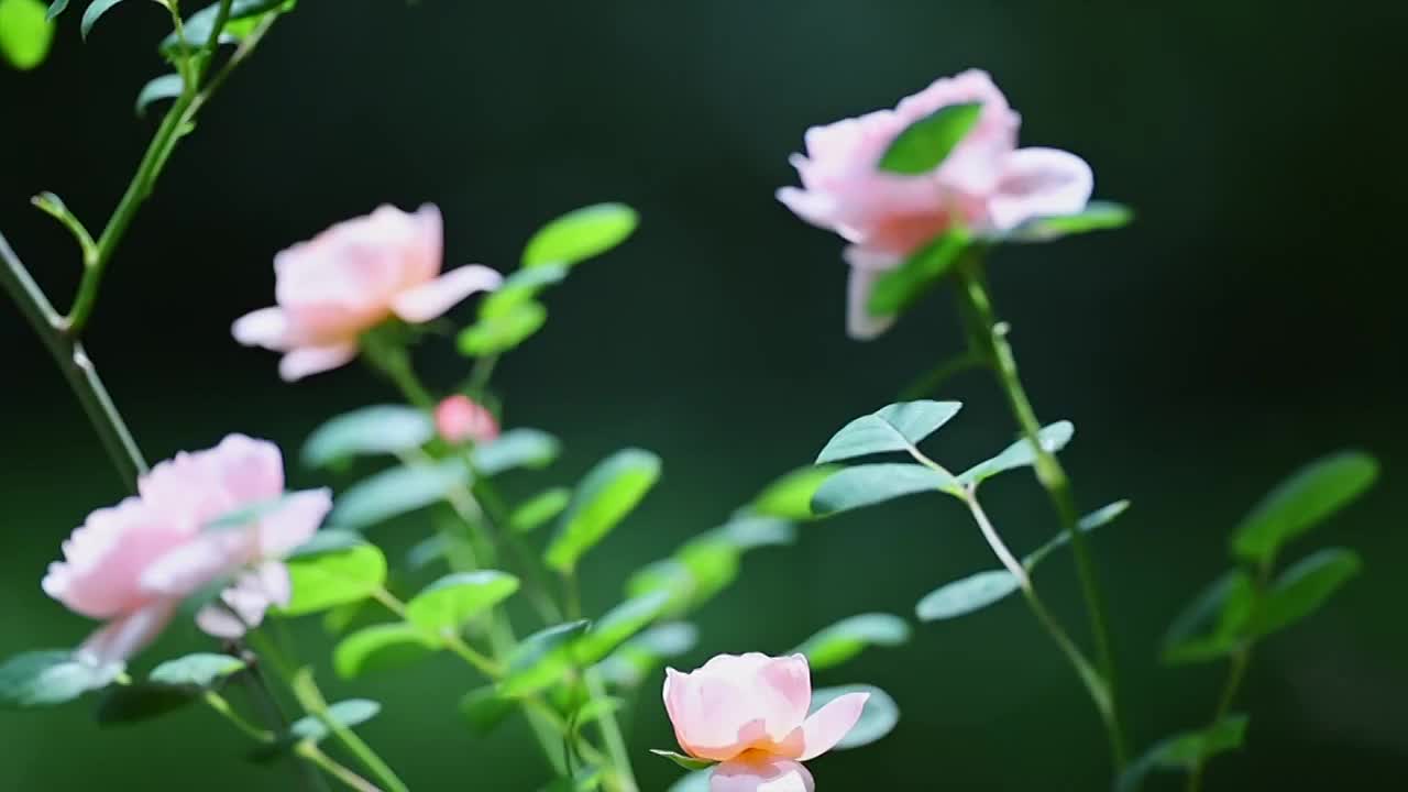 下雨视频素材