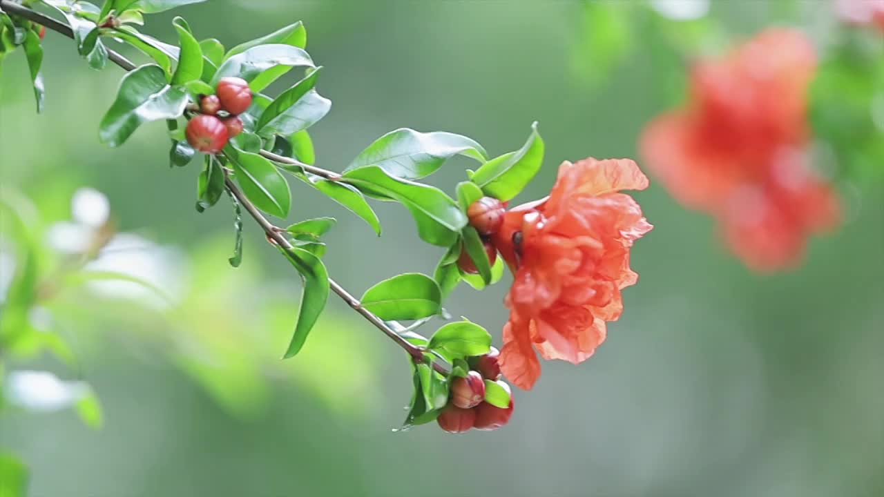 石榴花开视频下载