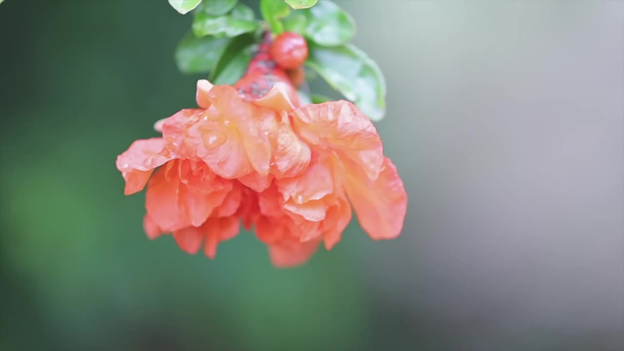 石榴花开视频素材