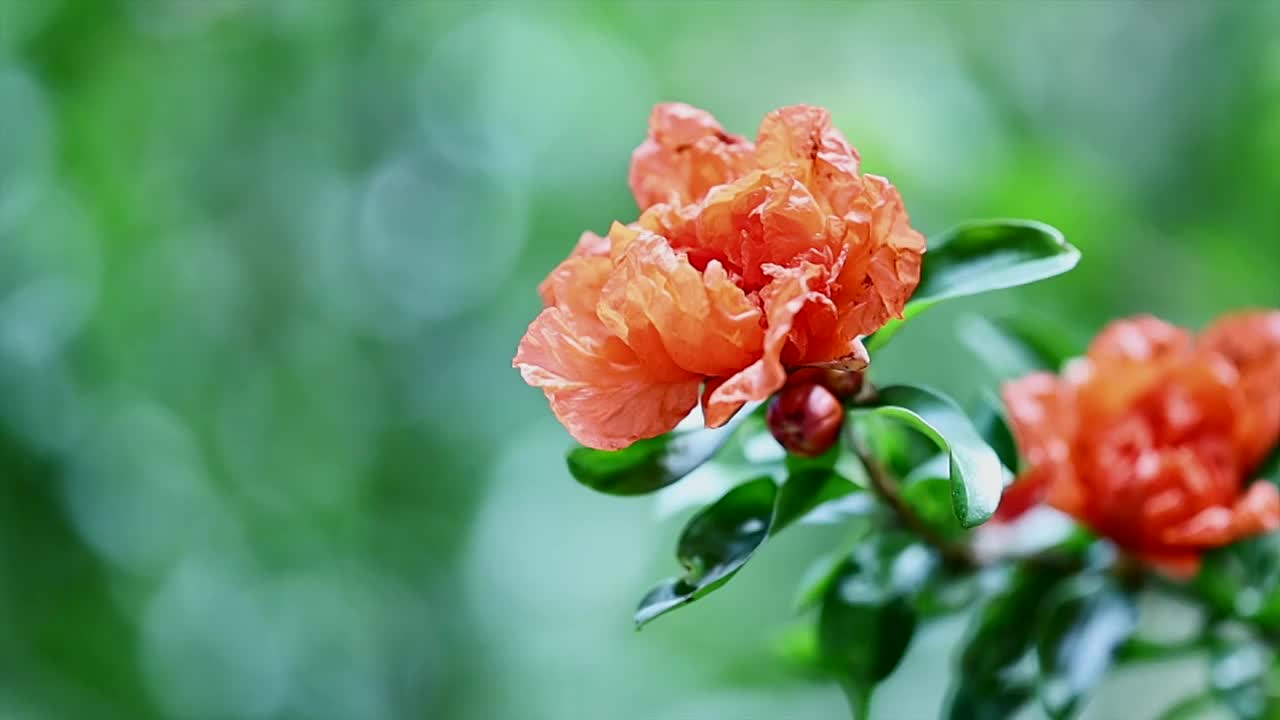 石榴花开视频素材