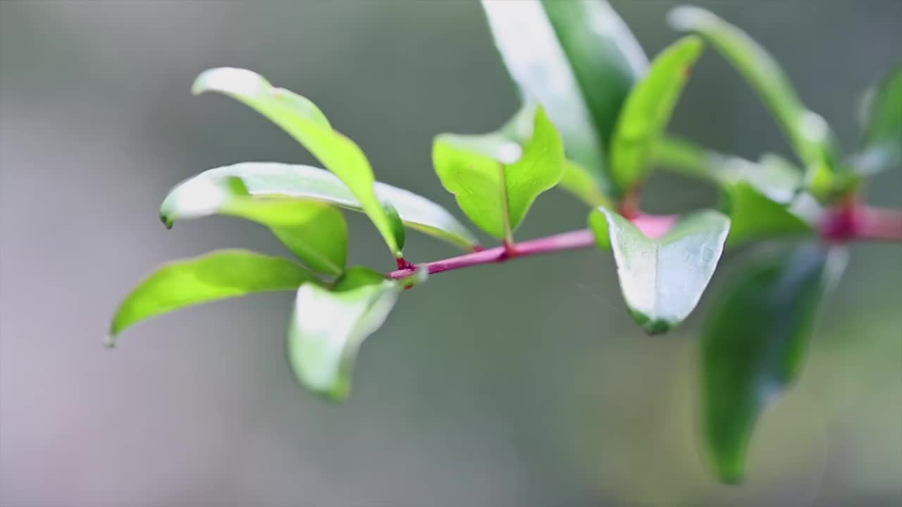 石榴花开视频素材