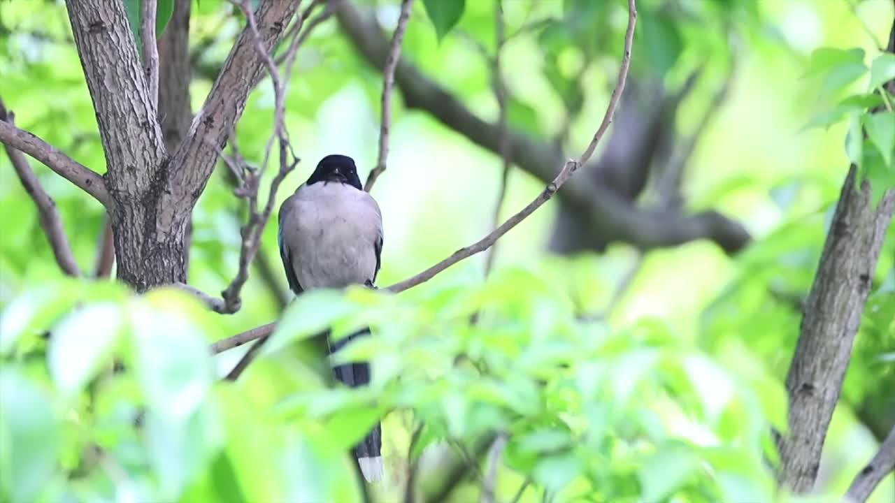 喜鹊筑巢视频下载