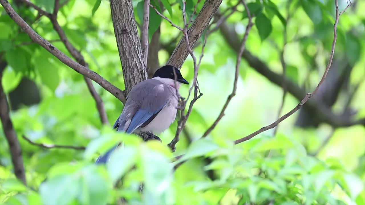 喜鹊筑巢视频下载