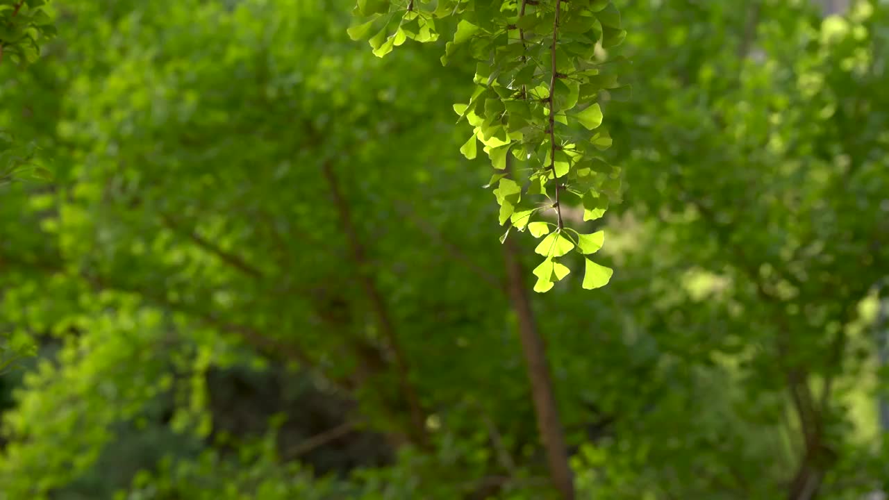 银杏 树叶 绿色 夏天 午后 逆光视频素材