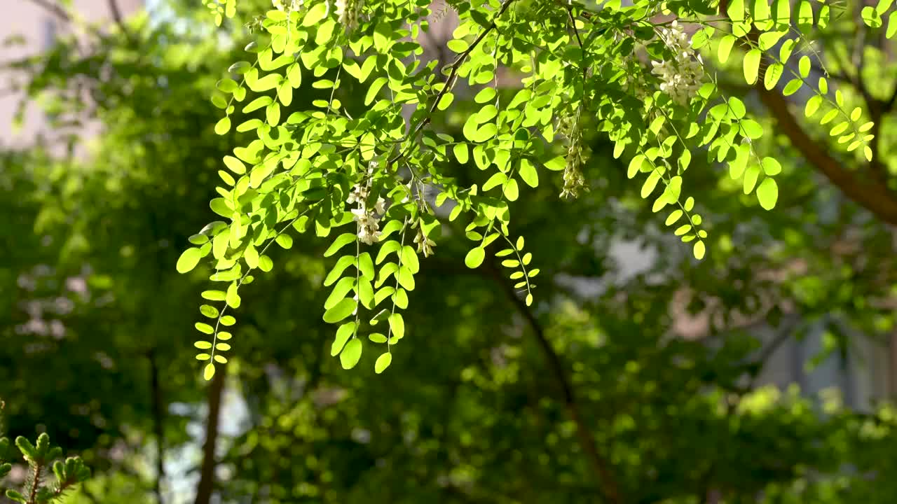 洋槐 槐树 槐花 夏天 小区 公园视频下载