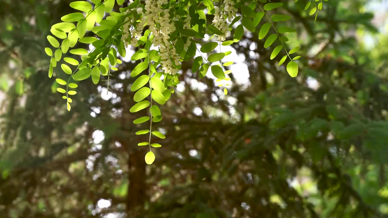 洋槐 槐树 槐花 夏天 小区 公园视频下载