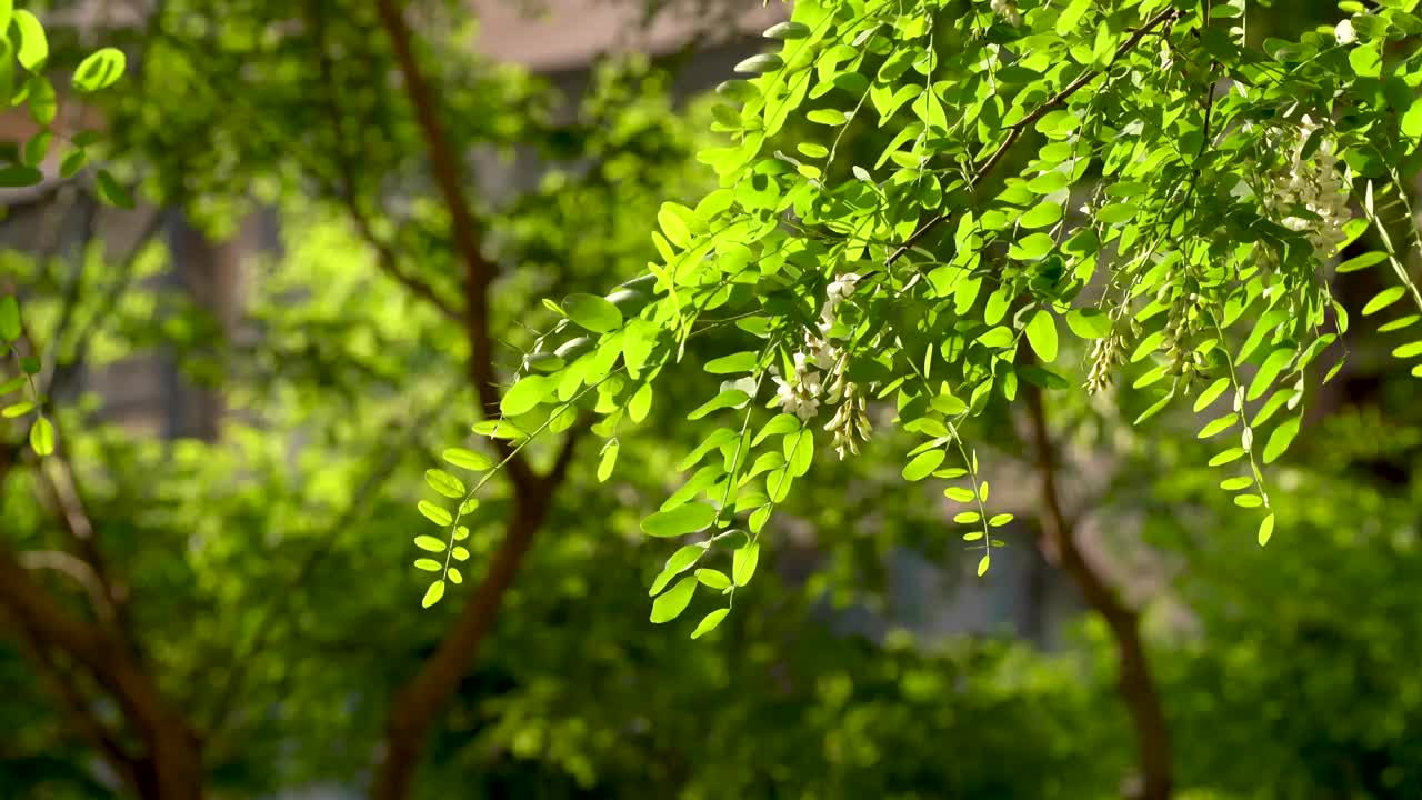 洋槐 槐树 槐花 夏天 小区 公园视频素材