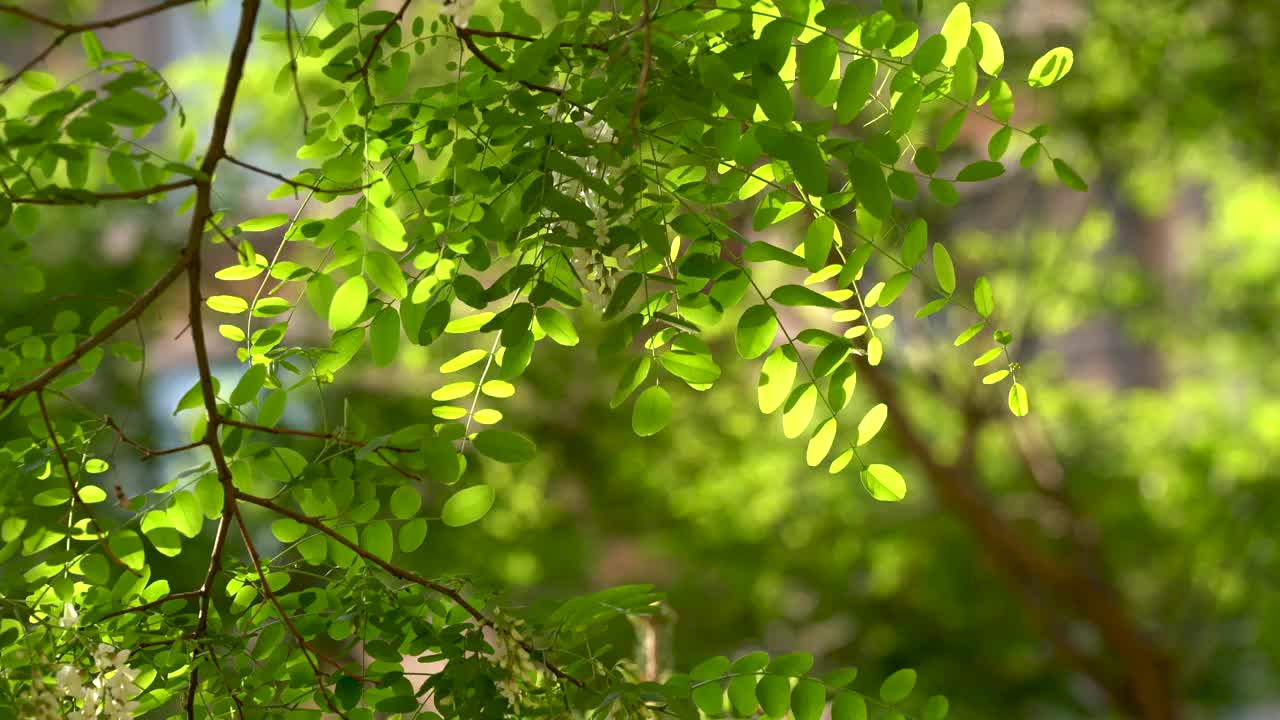 洋槐 槐树 槐花 夏天 小区 公园视频素材