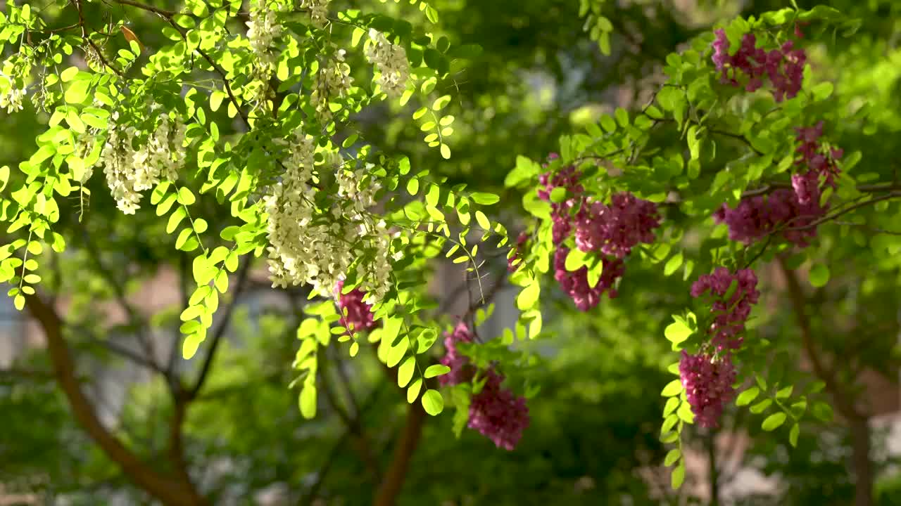 洋槐 槐树 槐花 夏天 小区 公园视频素材