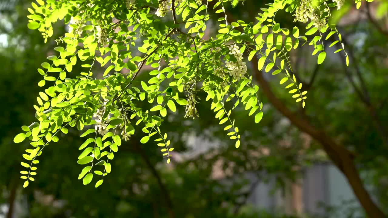 洋槐 槐树 槐花 夏天 小区 公园视频下载