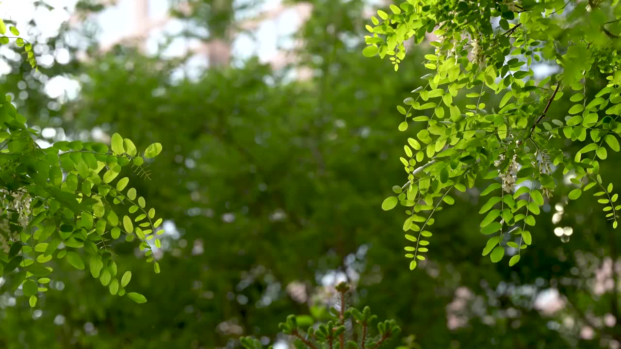 洋槐 槐树 槐花 夏天 小区 公园视频素材