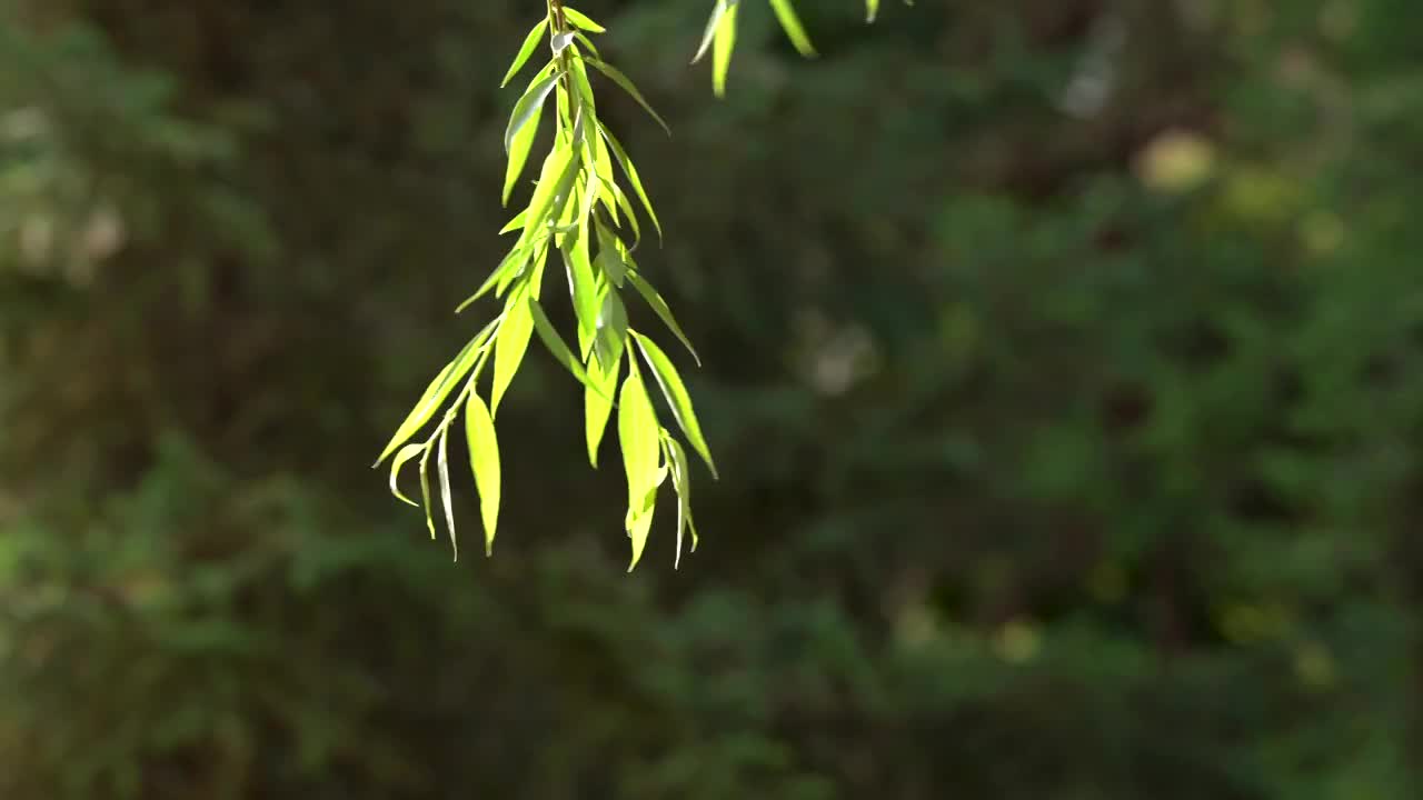 柳树 柳枝 树枝 阳光 逆光 飘摇视频下载