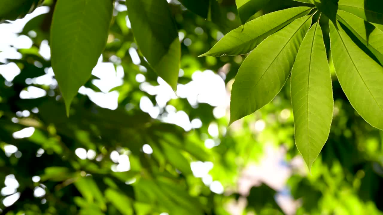 七叶树 阳光 逆光 绿色 树叶 自然视频素材