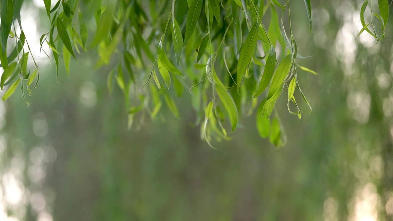 柳树 柳枝 树枝 阳光 逆光 飘摇视频素材