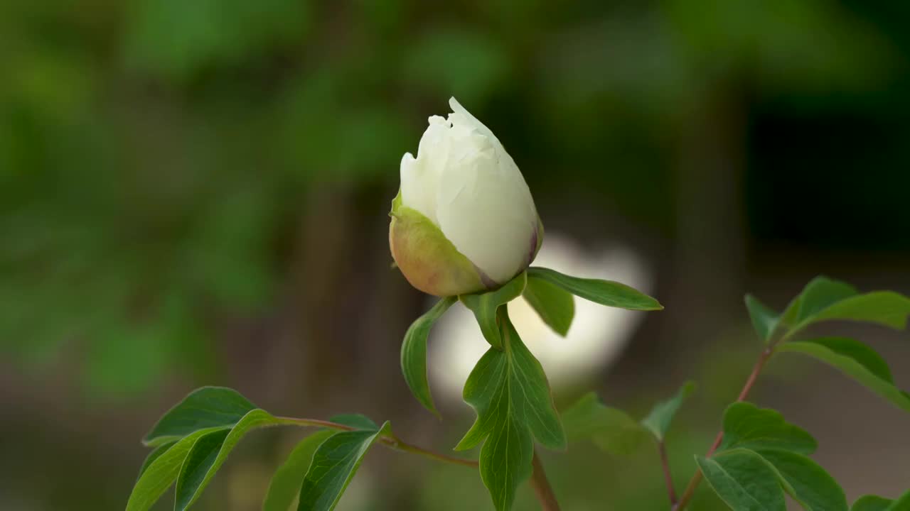 牡丹花 含苞待放 花 白花视频素材