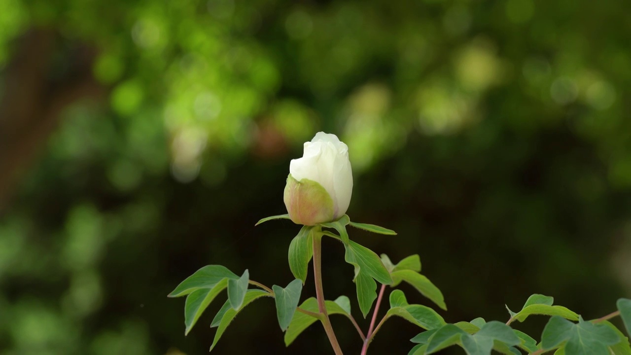 牡丹花 含苞待放 花 白花视频素材