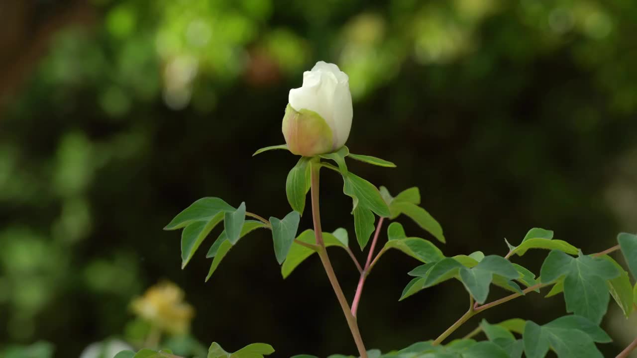 牡丹花 含苞待放 花 白花视频素材