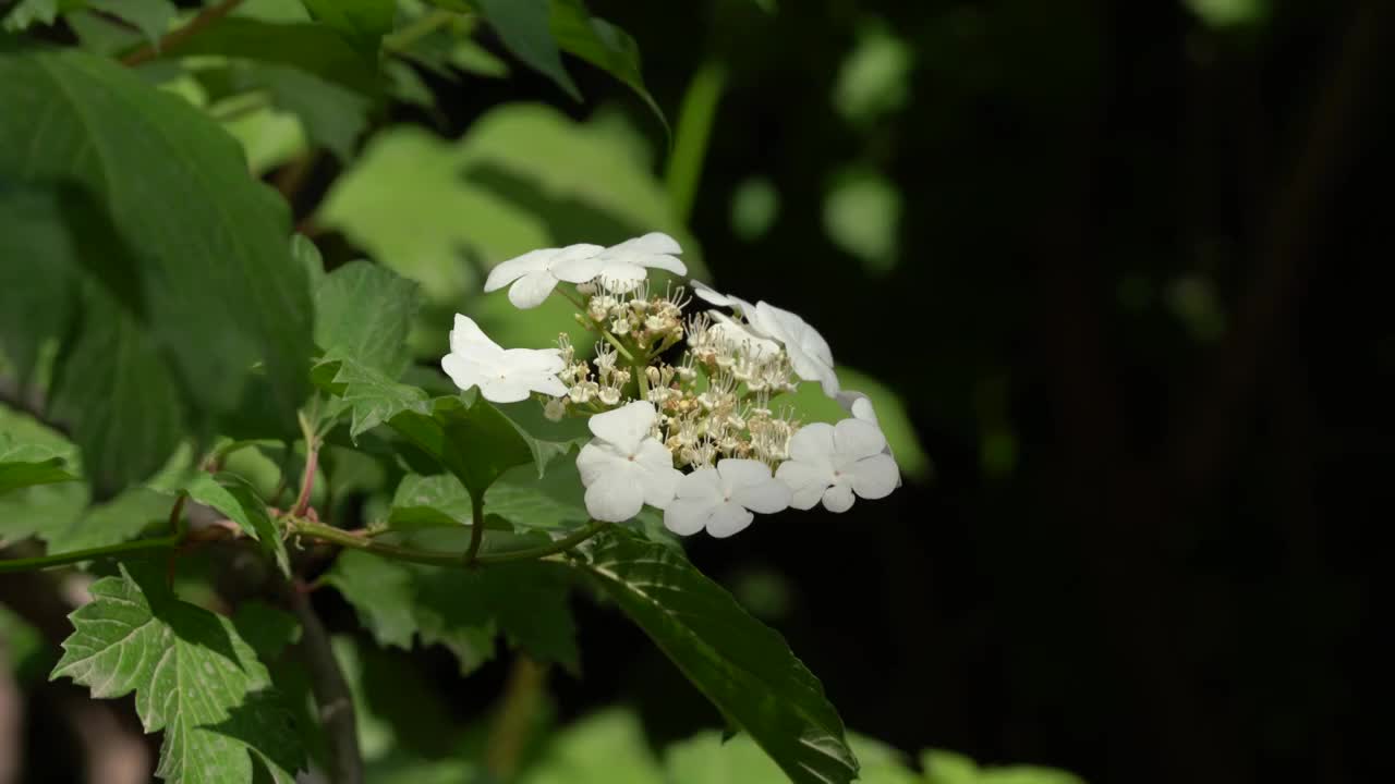 花 森林 公园 夏天 光线 逆光视频素材