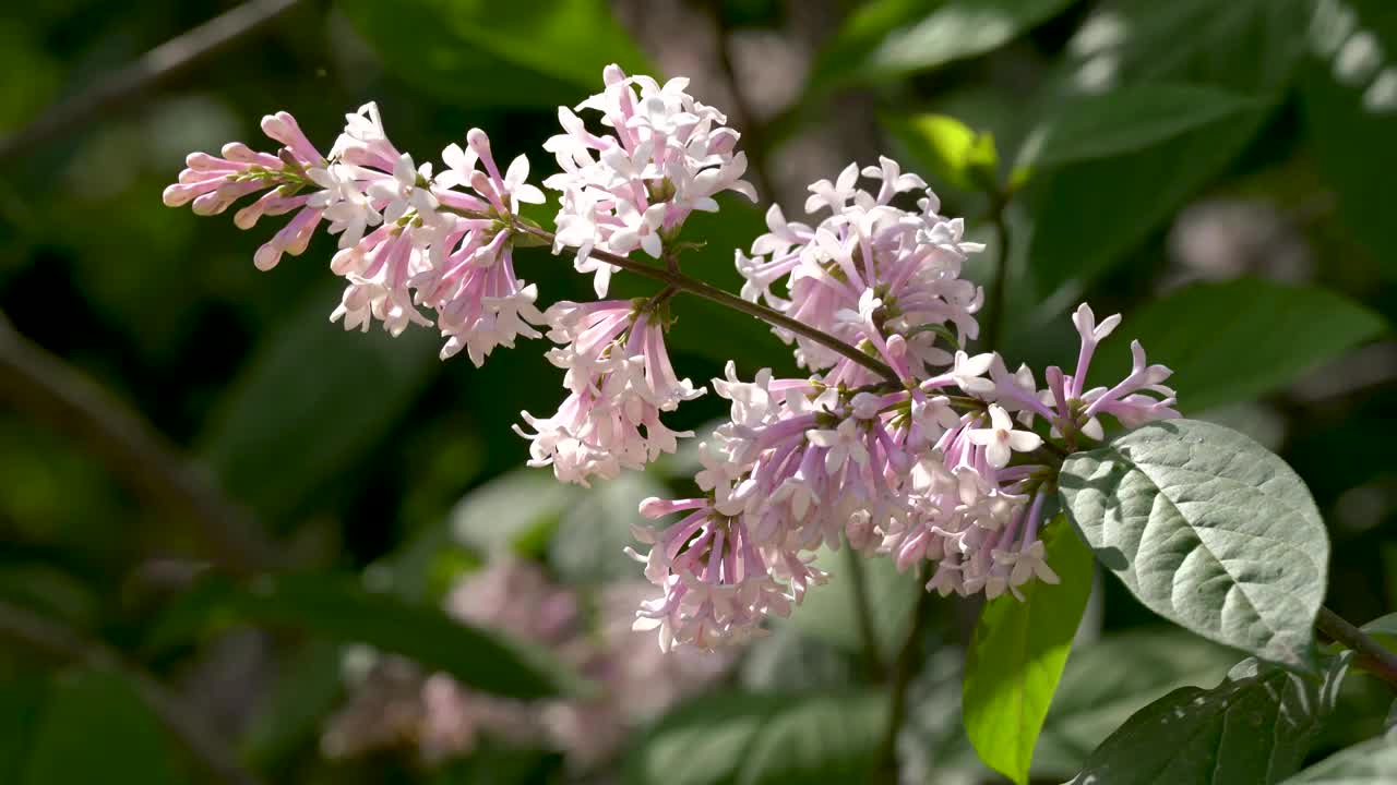 花 森林 公园 夏天 光线 逆光视频素材