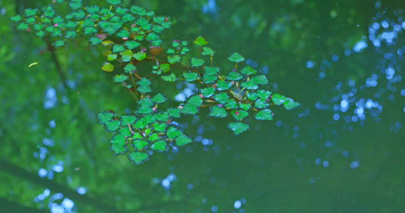 波光粼粼水面的水草视频素材