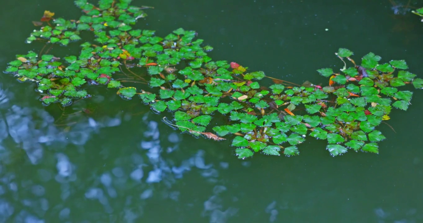 随波逐流的水草视频素材