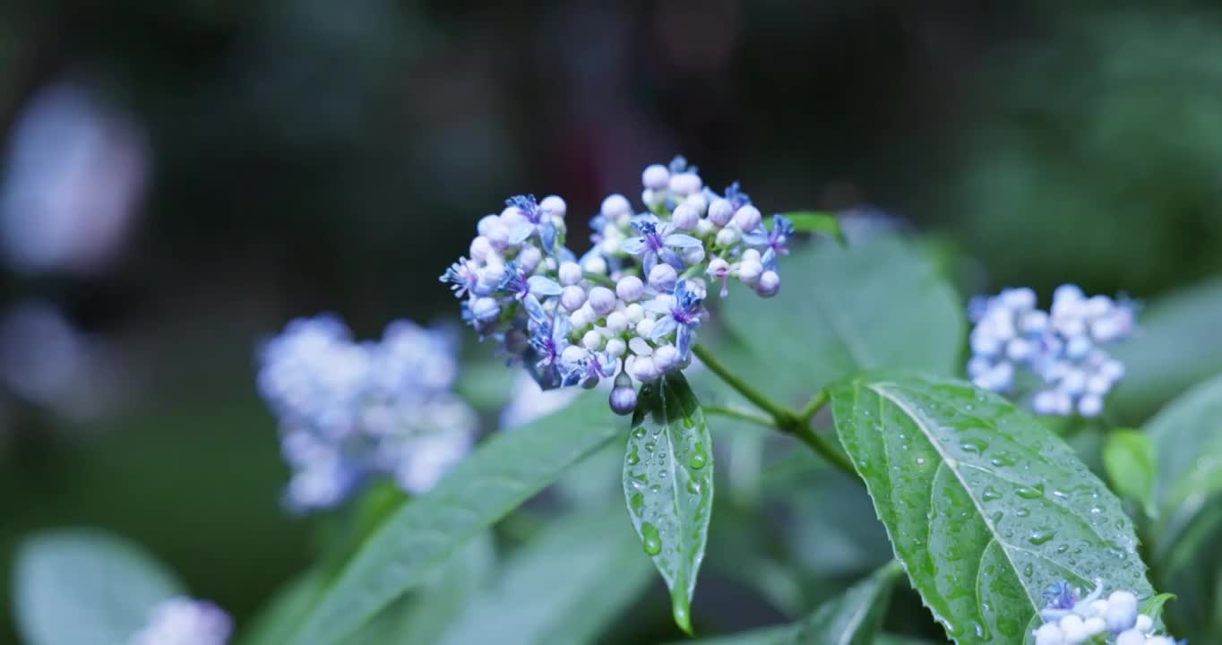 含苞待放的绣球花视频下载