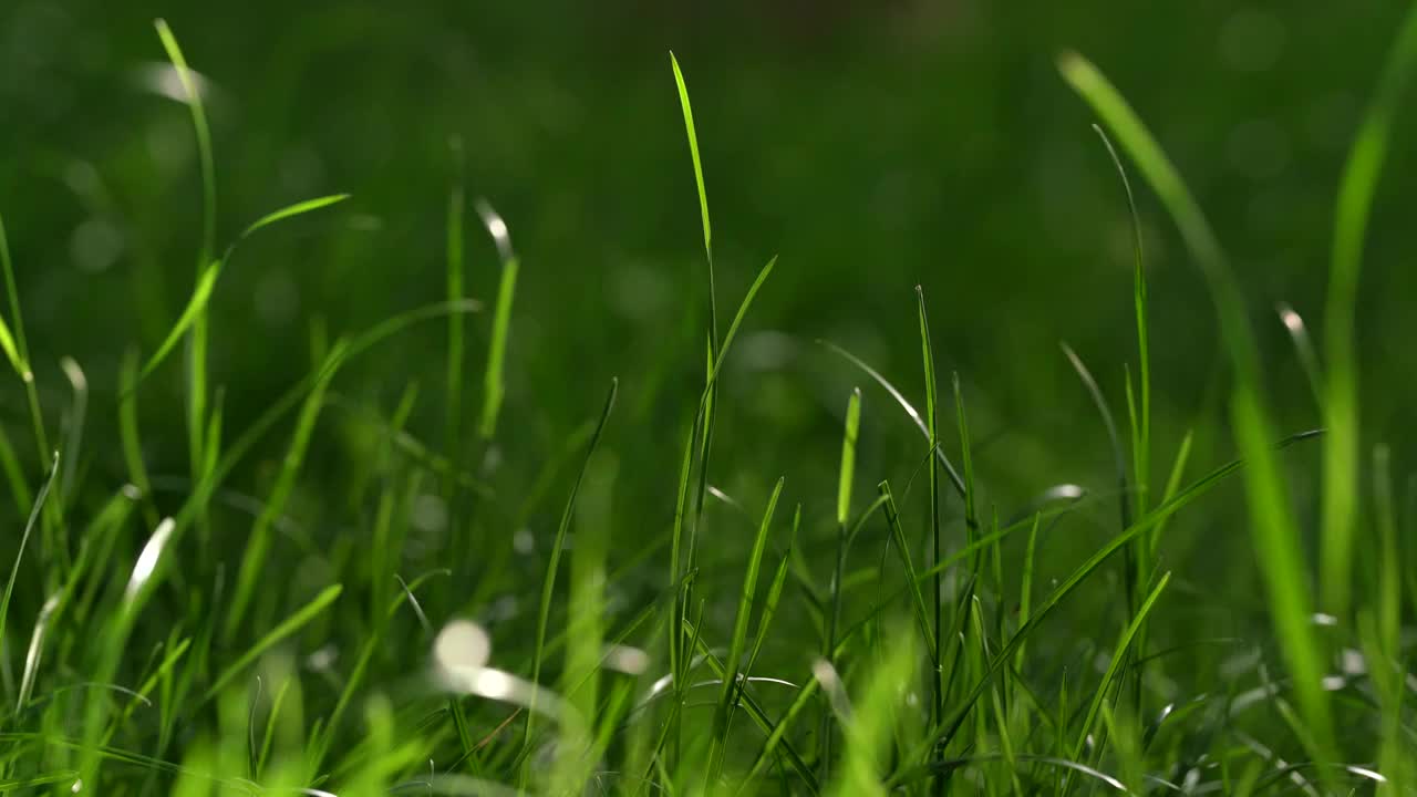 绿色 嫩绿 草地 小草 草坪视频下载