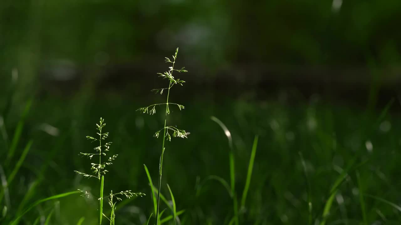 绿色 嫩绿 草地 小草 草坪视频下载