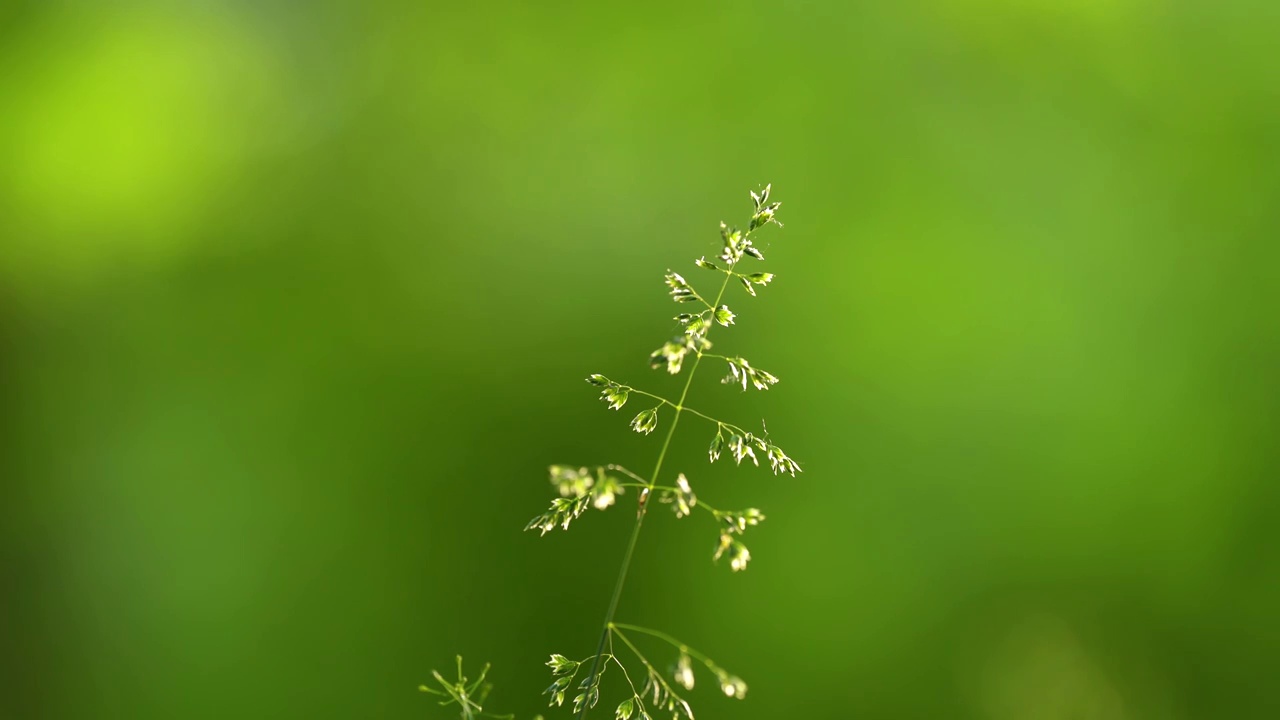 穗发草 草穗 逆光 阳光 夏天 公园 草地视频下载