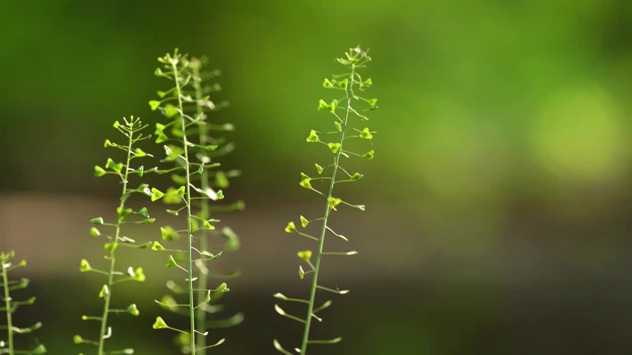 荠菜 报春菜 绿色野菜 春季 夏天视频下载