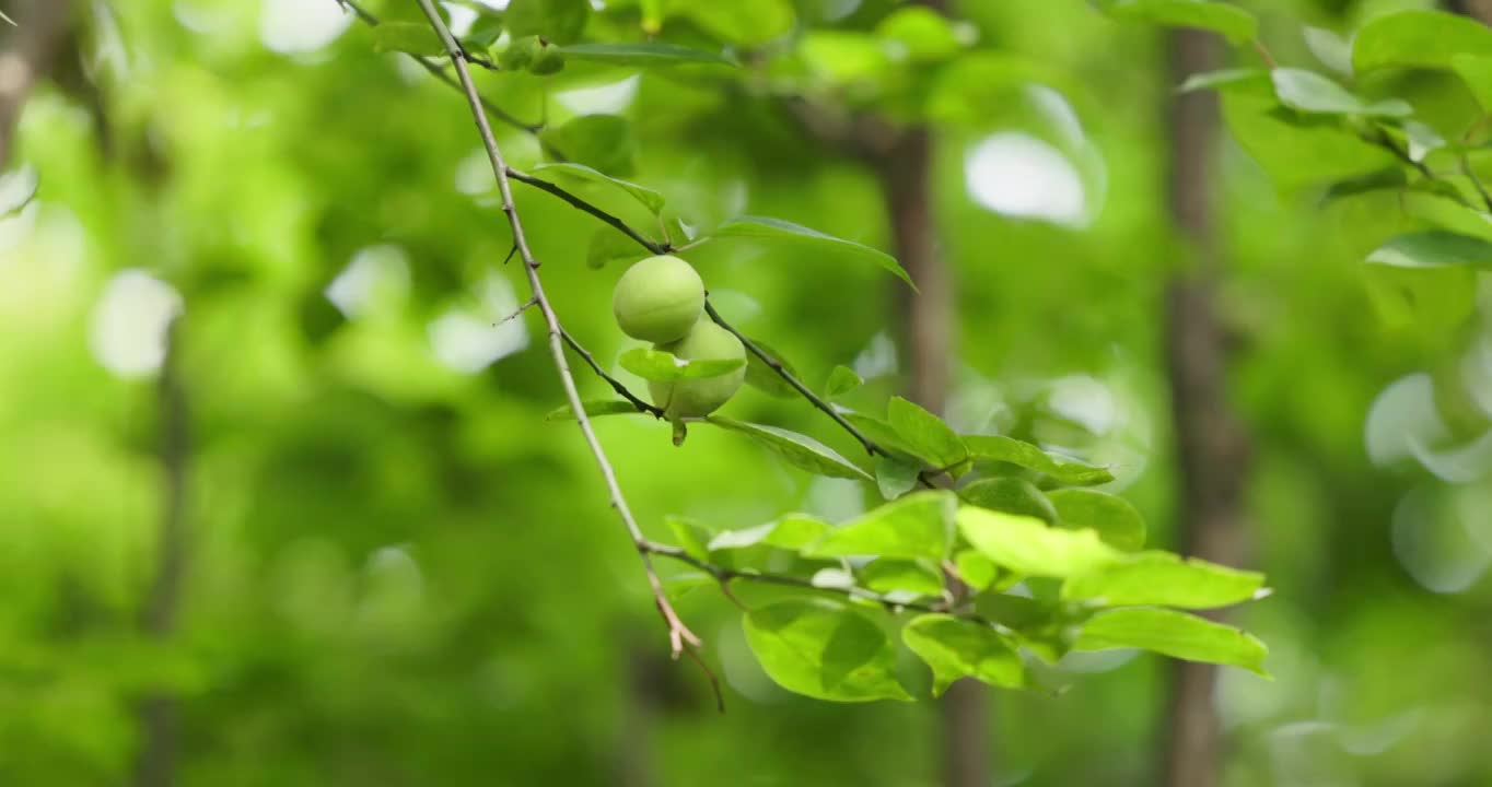 青梅视频下载