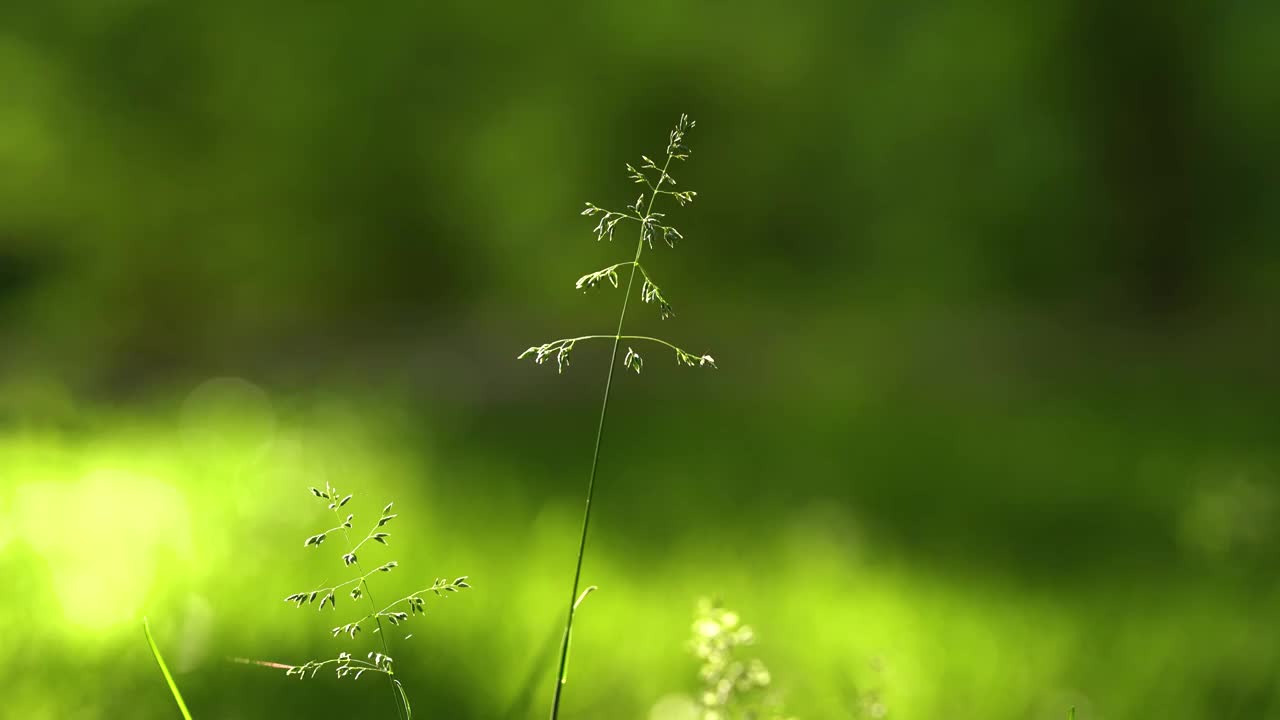 穗发草 草穗 逆光 阳光 夏天 公园 草地视频下载