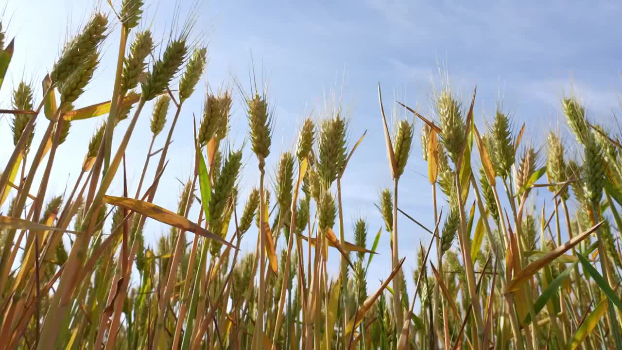 蓝天白云下即将成熟的金色小麦视频素材