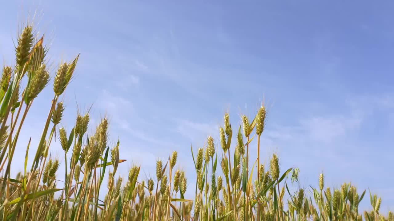 蓝天白云下即将成熟的金色小麦视频素材