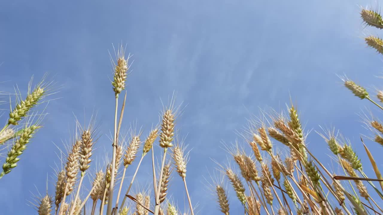 蓝天白云下即将成熟的金色小麦视频素材