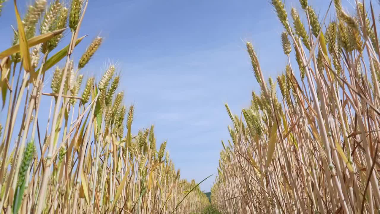 蓝天白云下即将成熟的金色小麦视频素材