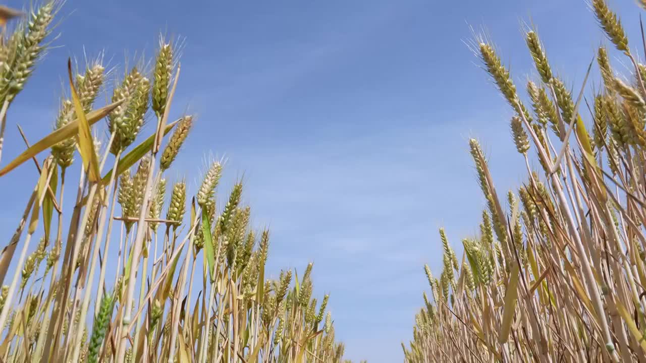 蓝天白云下即将成熟的金色小麦视频素材