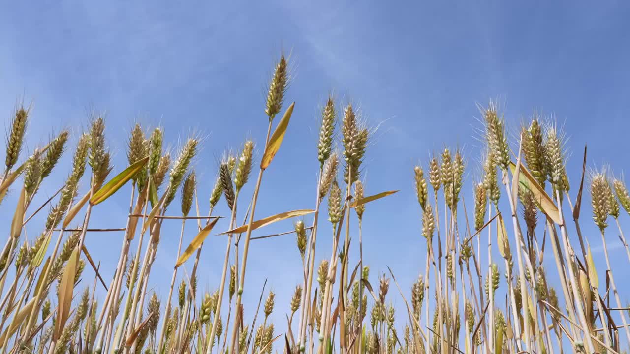 蓝天白云下即将成熟的金色小麦视频素材