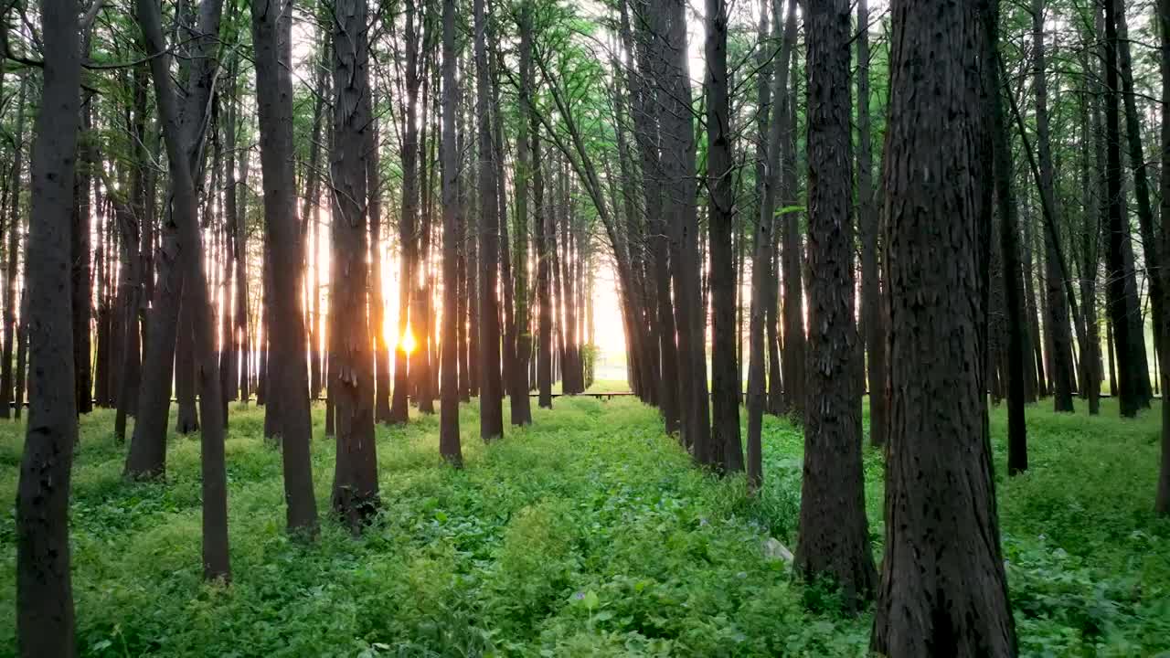 夏天南京河西江心洲水杉森林的逆光光影和光束视频素材