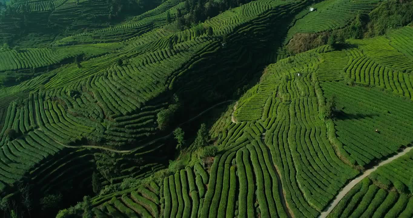 航拍美丽茶山风景四川高山绿茶园视频素材