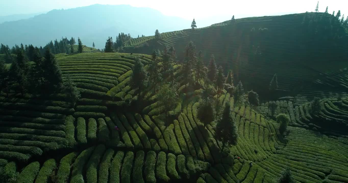 航拍美丽茶山风景四川高山绿茶园视频素材