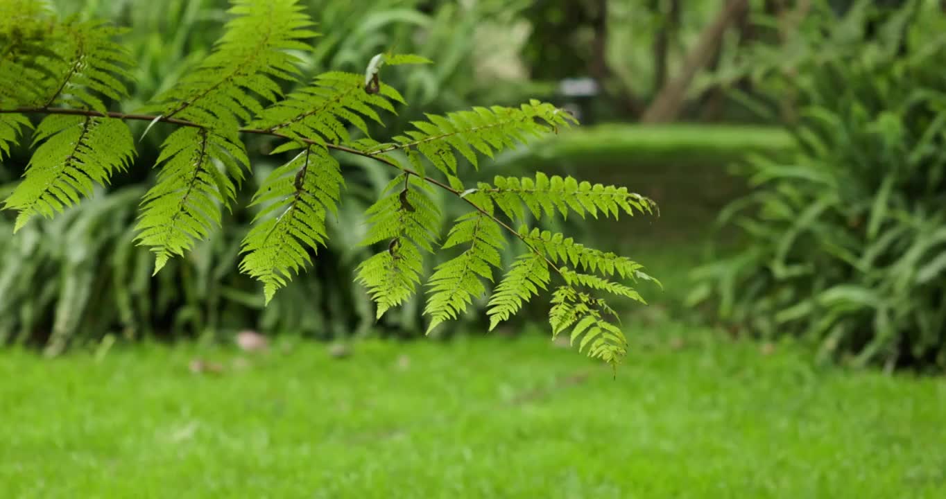 蕨类植物视频素材