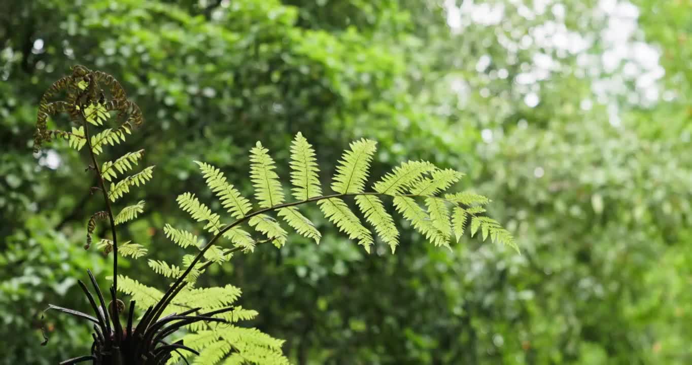 蕨类植物特写视频素材